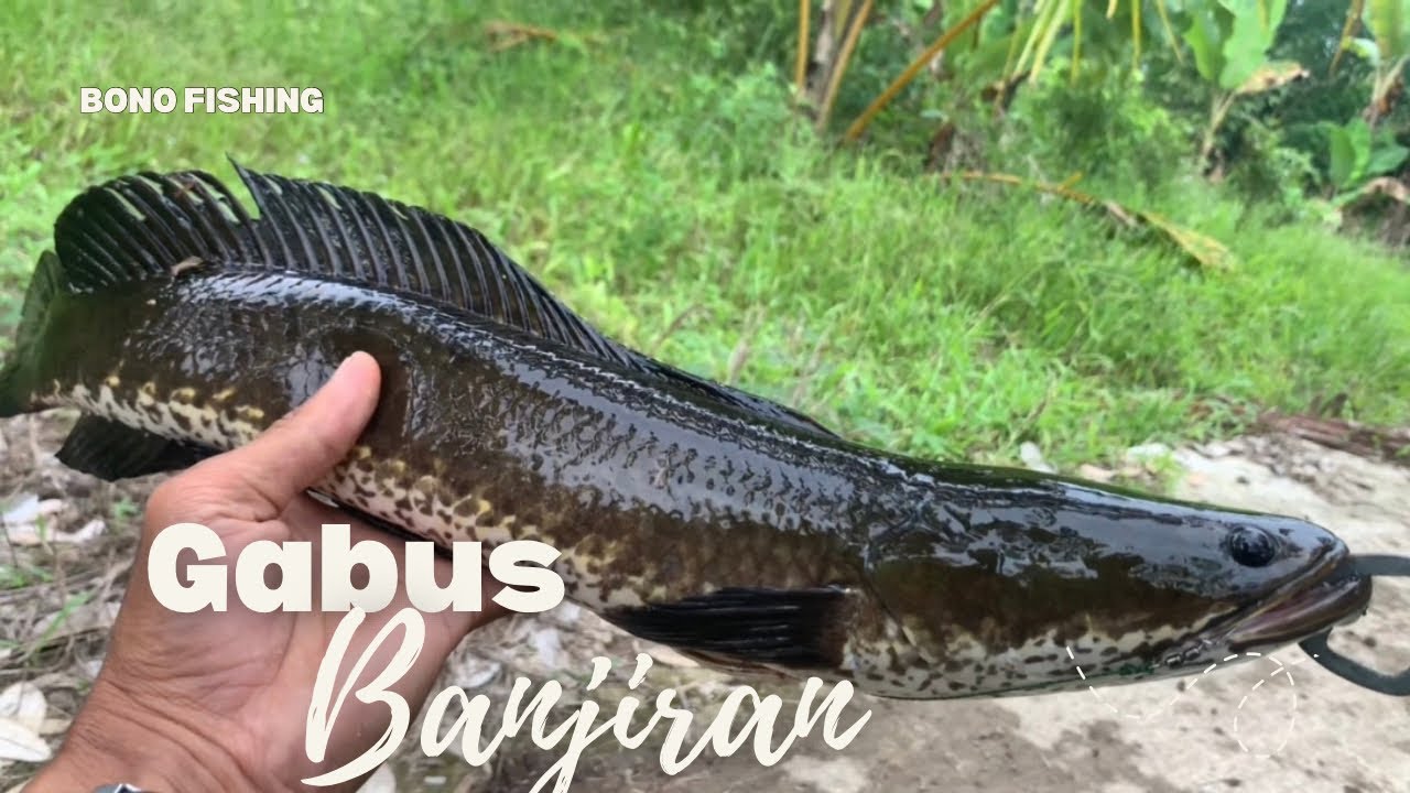 Gabus Gradasi PERBEDAAN GABUS DANAU DAN GABUS PERKEBUNAN MEMANG BEDA - YouTube