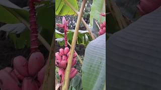 Benarkah Pisang Songangit Bertuah,,,?