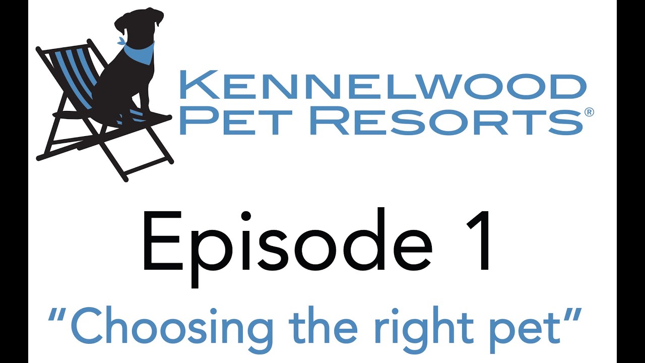 Kennelwood Pet Resorts New Pet Series E1 "The Perfect Match" YouTube