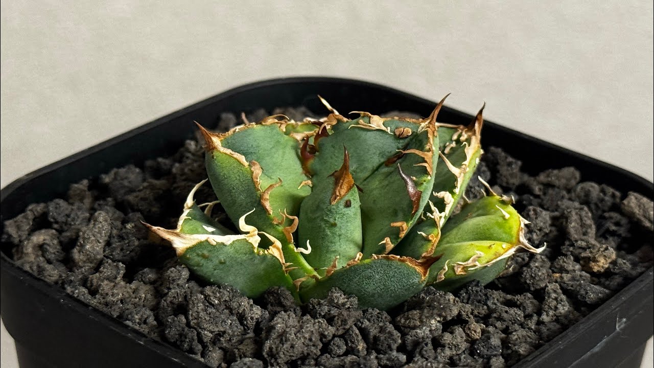 アガベ　疣猪　選抜極上株 アガベ・チタノタ 疣猪/丸叶背刺（芽）-016｜agave titanota warthog