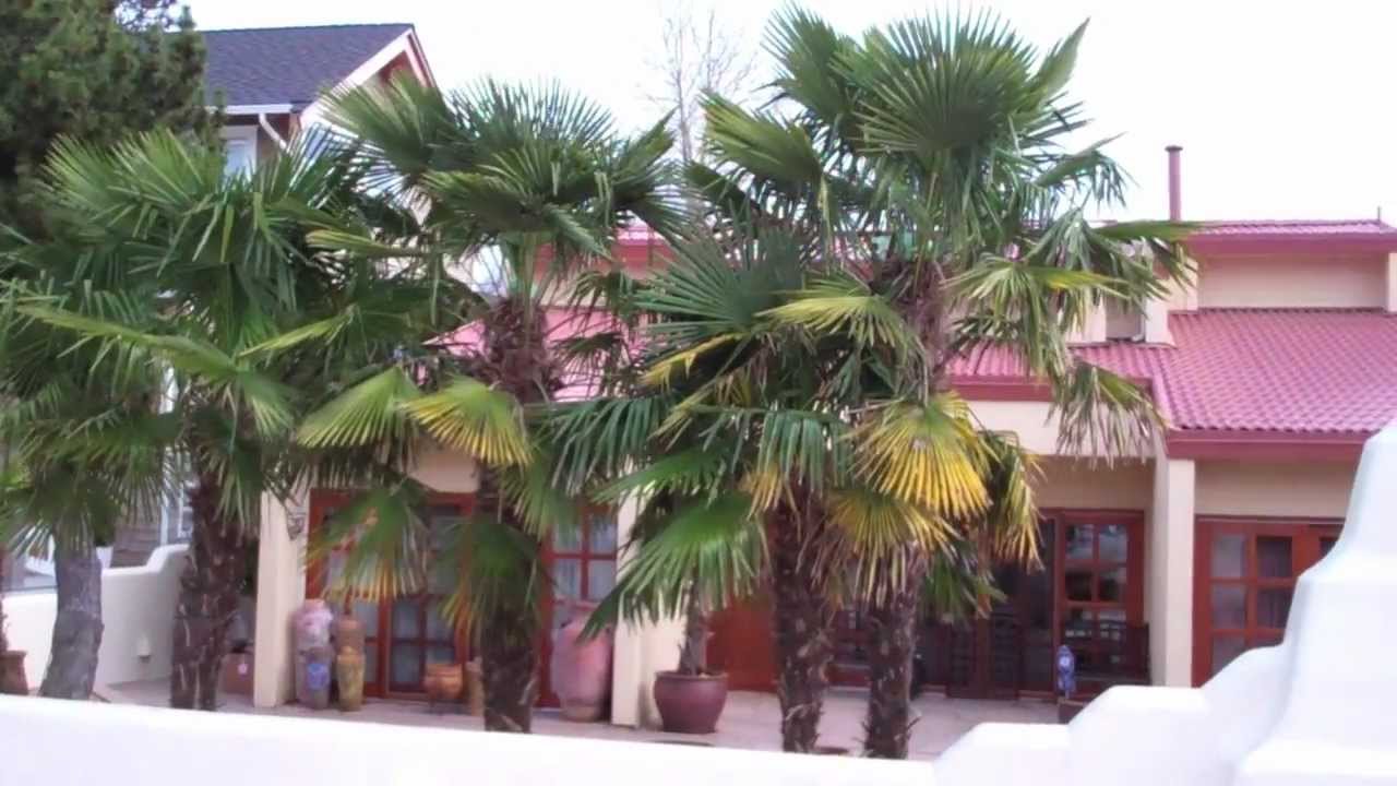 Windmill Palm TreesMetro Vancouver PalmsCloser LookTrunks etc. YouTube