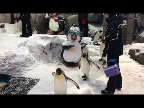 Penguins March at Ski Dubai