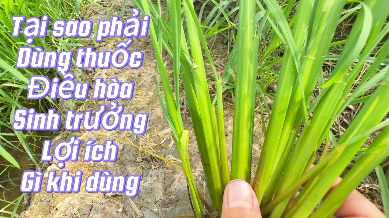 Xịt thuốc điều hòa sinh trưởng đúng cách sẽ đem lại hiệu quả cao lúa om 18
