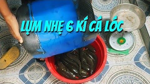 Câu cá lóc mùa lũ ( P61 ). Làm sương sương 6 kí .Thợ săn cá lóc.