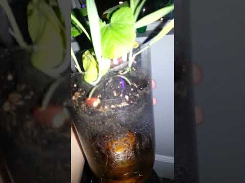 Medicine bottle and 2liter bottle hydroponic hack pt1