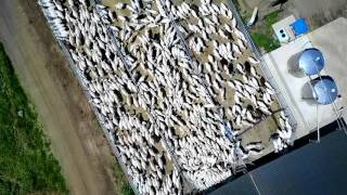 Milking Goats on the Move HD
