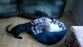 Väinö Kissa Ja Remu Koira Painii. Cats And Dogs Wrestling.