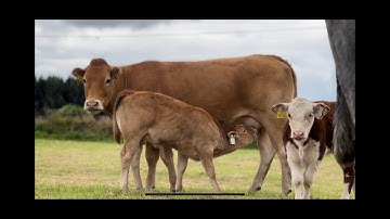 DNA Calf Registration - The Process