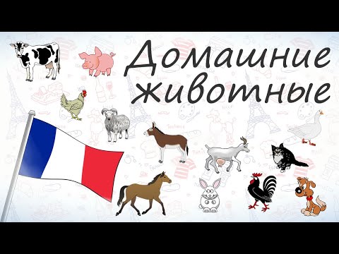 Домашние животные на французском 