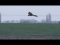 Good kestrel bird hovering welney wwt norfolk uk 20nov17 314p