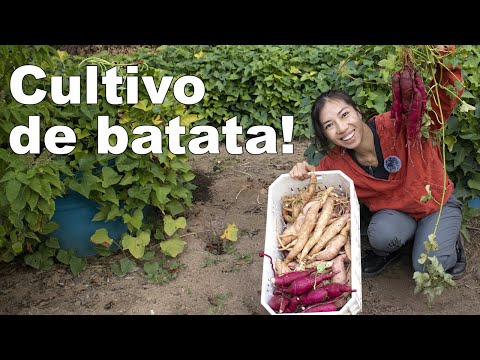 Video: ¿Pueden crecer batatas a partir de batatas?