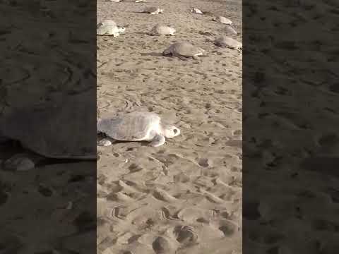 Turtle Nesting - Guanacaste, Costa Rica