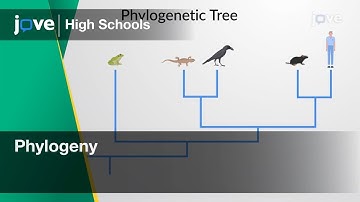 Phylogeny | Bio | Video Textbooks - Preview