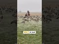 صيد البط ب اليد صيد البط ب اليد