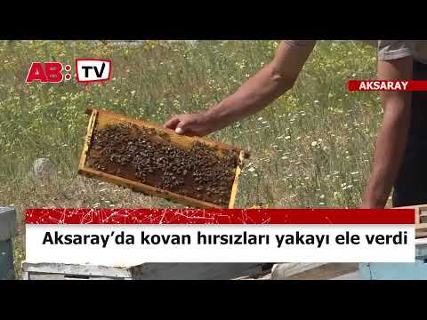 Aksaray'da kovan hırsızları yakayı ele  verdi!