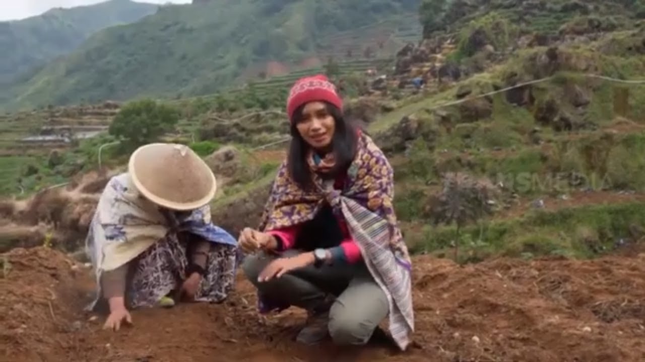 Vebby Hananto Menanam Sayur di Desa Sembungan | JEJAK PETUALANG (05/10/22)