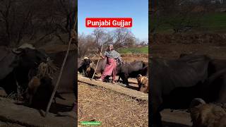 Gujjar In Punjab India