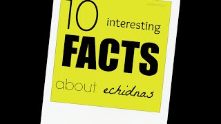 10 Interesting Facts About Echidnas Littlemissechidna