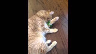 Can Cats Eat Cilantro Cat Kingpin