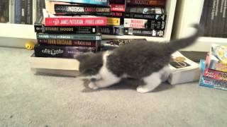 10 Minutes of Kittens at play.