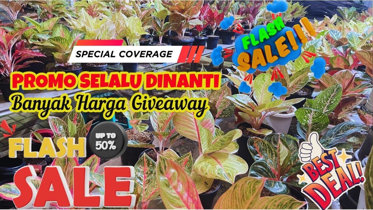 PROMO SELALU DINANTI….. Aglaonema Size Besar Tapi Harga Ekomonis Banget,,, eps 1022 - YouTube