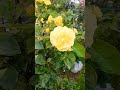 Ръжда по розите Спасение Сода с вода или изрязване подновяване 