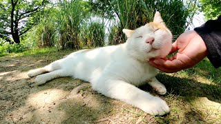 アジサイの花を見ていたら、人懐っこい茶シロ猫が足元に寄ってきた
