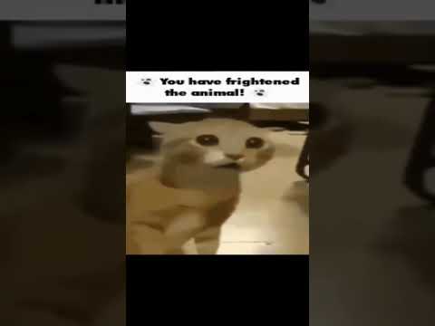 You have frightened the animal! - YouTube