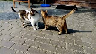 Кошачьи нежности Кошачьи нежности