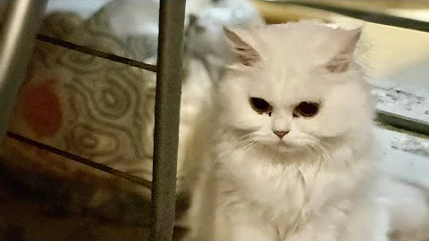 Watch the video about Funny Kittens Playing