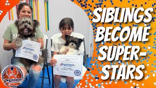 Asheville Dog Trainers  Siblings Become Super Stars