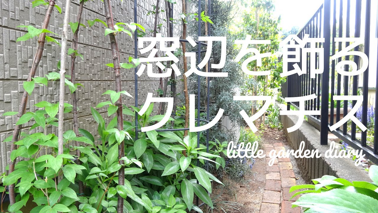 【クレマチスを窓に美しく咲かせる誘引】南西の半日陰にダッチェスオブエジンバラ、白万重を／4月の緑のお庭の様子