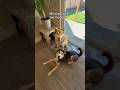 Me every time I see my dogs! 🫶#huskies #funnydogvideos #cutedogs