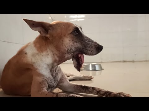 Video: Pamestas šuo ir skaldytas garbingas vaikinas gelbėti vienas kitą