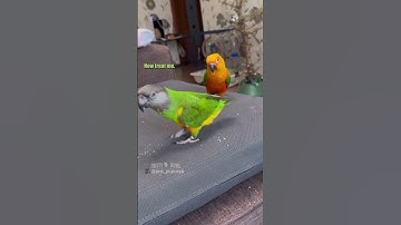 Thumbnail of 🦜🤸‍♀️ 🎥: pus_pupusya (IG), #shorts