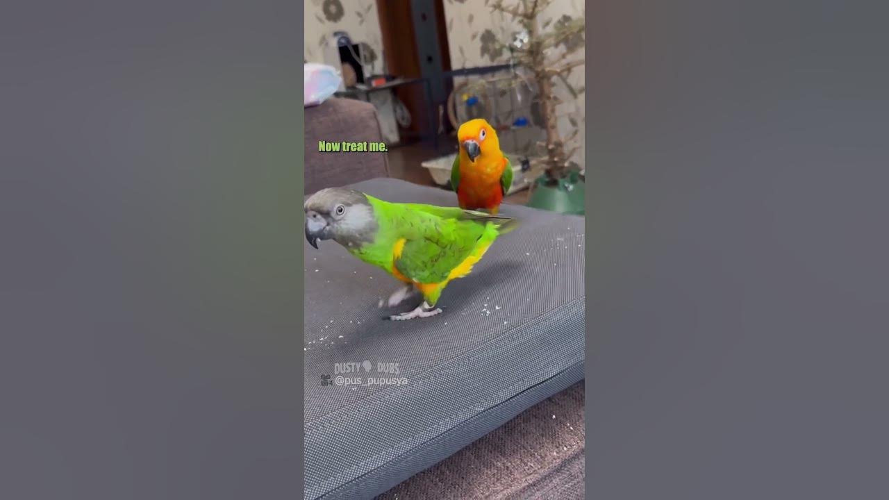 🦜🤸‍♀️ 🎥: pus_pupusya (IG), #shorts