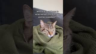 Celebrity DOES ANYONE ELSES CAT DO THIS?!? #catshorts #cats #funnycat #funnycatvideos #catlover #kitty #kitten Net Worth