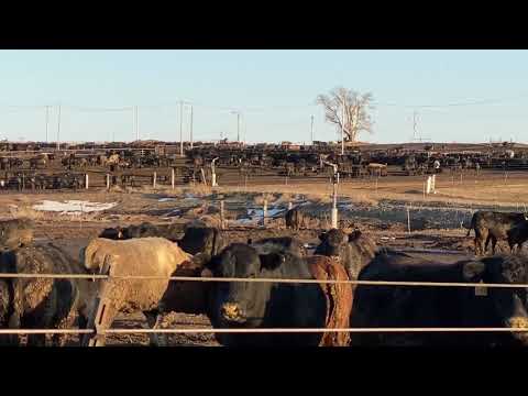 así es una engorda de vacas en los estados unidos