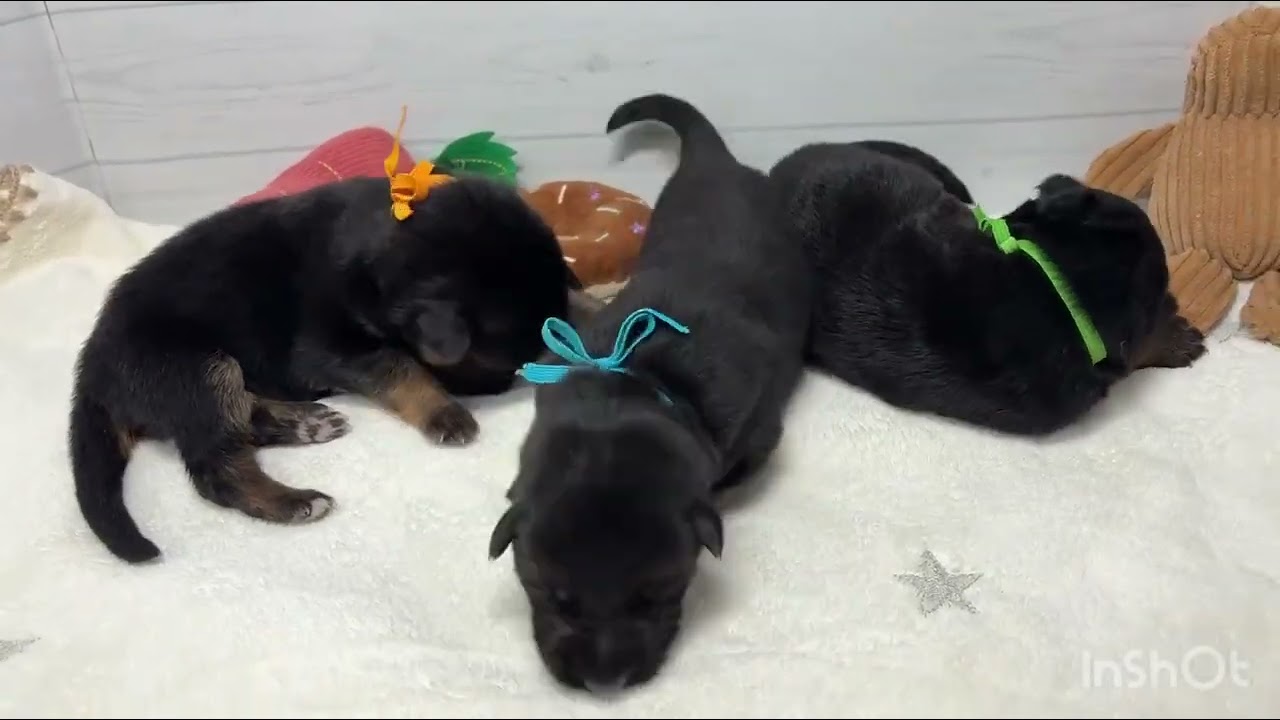 MIX（ハーフ）の子犬（オス♂） 福岡西店｜ペットショップCoo＆RIKU