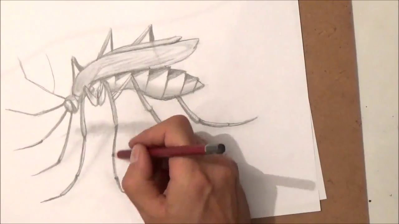 como dibujar un mosquito | como dibujar un mosquito paso a paso - thptnganamst.edu.vn