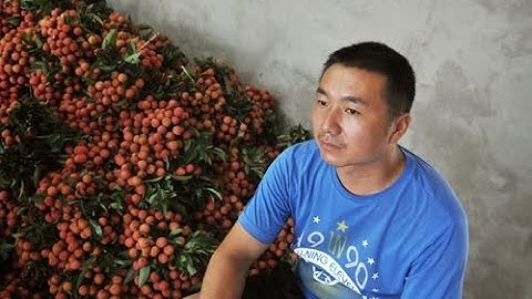 Giá vải thiều mới nhất hôm nay-Hàng trăm thương lái Trung Quốc chực chờ, đếm ngày sang VN mua vải