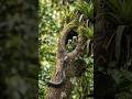 Snake Attacks Parrot Nest  What Happens Next Is Unbelievable! | Real Wildlife Battle