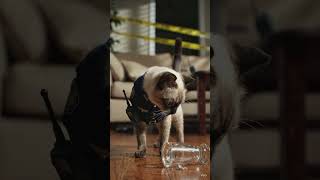 butiful cat police 🚓🚓🚓 #butiful #cat #police 🚓🚓🚓 #shorts #video