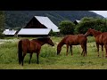 WindowScenes: Grazing Horses