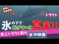 トラウトがワカサギを食う瞬間を水中カメラが捉えた決定的シーン！北海道糠平湖