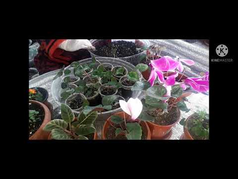 Video: Уруктан кактустарды кантип өстүрүү керек? Үй кактустарынын түрлөрү