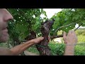 Обломка технического винограда в Италии