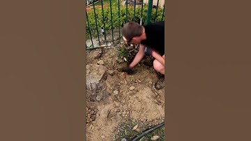 Cutting out a massive root #gardening #yardwork #satisfying