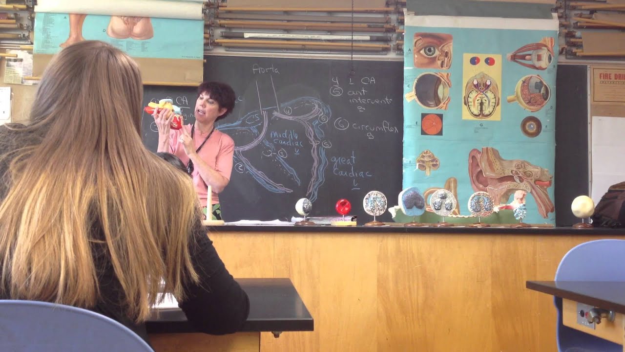 CSUS Bio 22 Anatomy Exam 4 Lab 1 (of 4) (04/15/13) Heart ID and