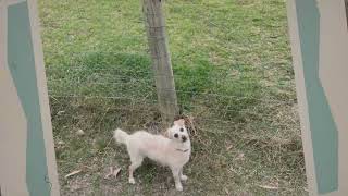 Pooches at Play - New Episode Shot at Pepper's Paddock in Melbourne
